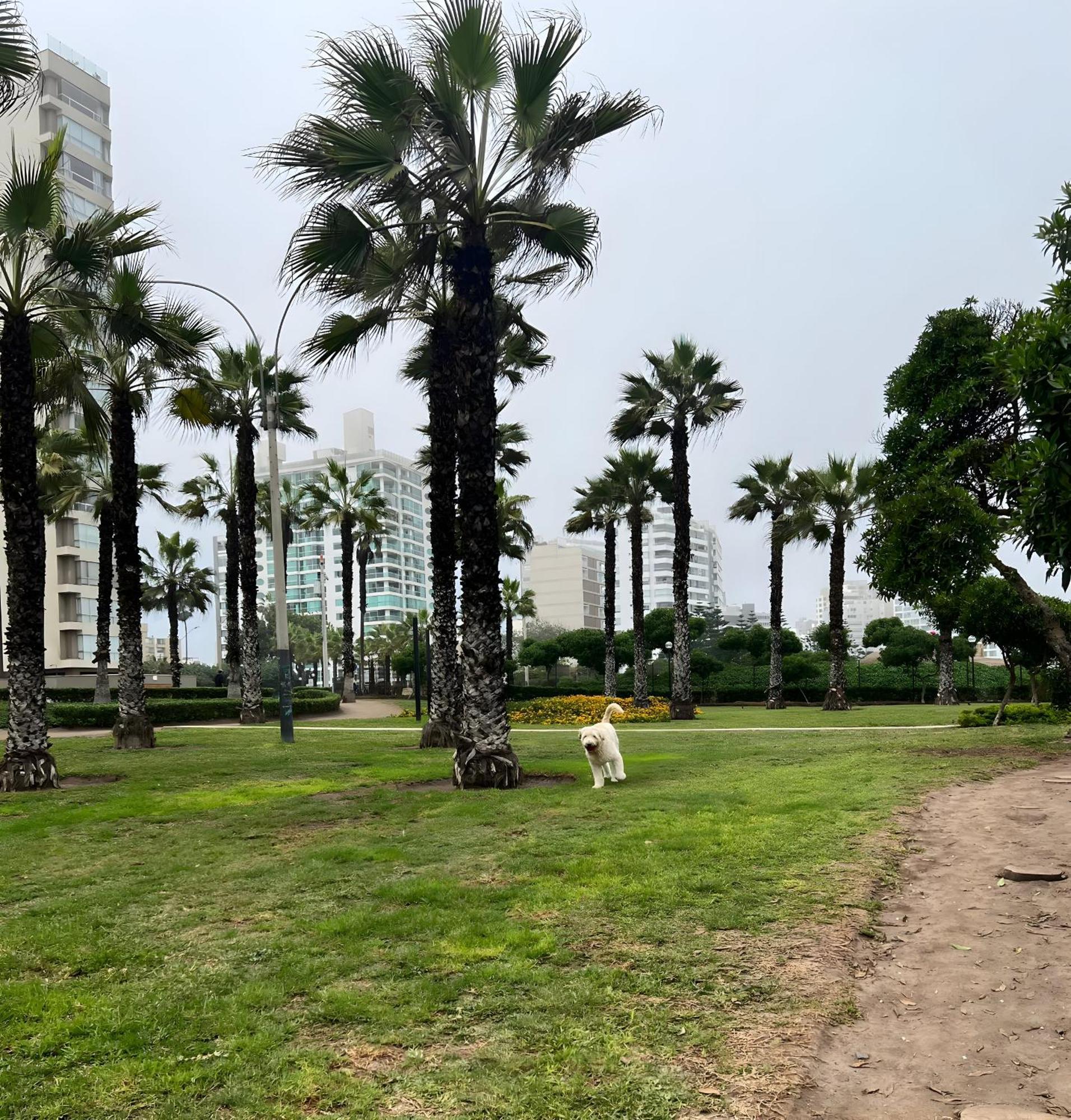 Modern 1Br Loft Close To The Seawalk Of Miraflores Distretto di Distretto di Lima Esterno foto